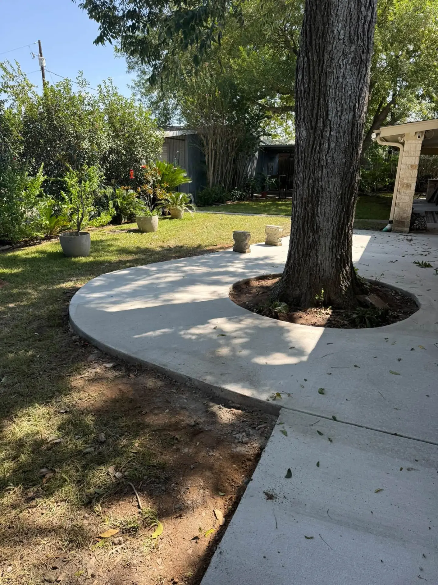 Curved custom concrete work around a mature tree